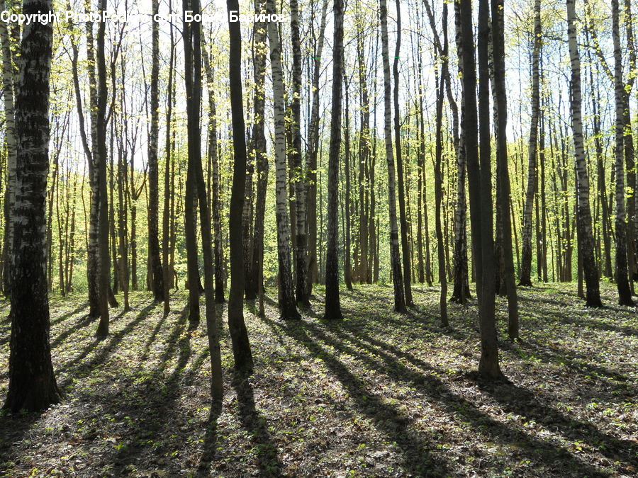 Forest, Vegetation, Grove, Land, Birch, Tree, Wood