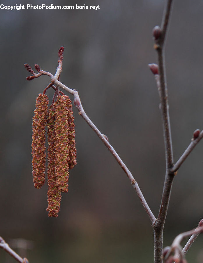 Conifer, Fir, Plant, Tree, Blossom, Flora, Flower