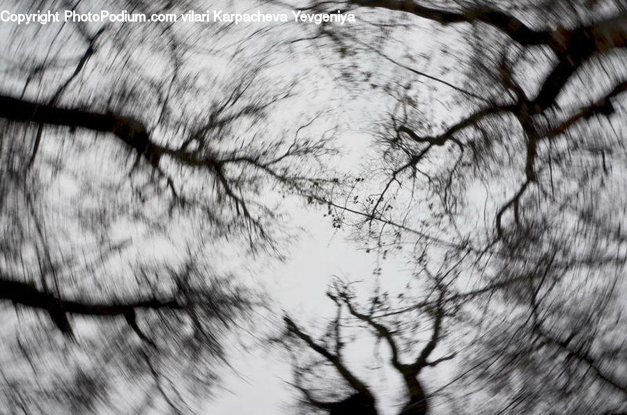 Silhouette, Plant, Tree, Oak, Wood, Forest, Vegetation