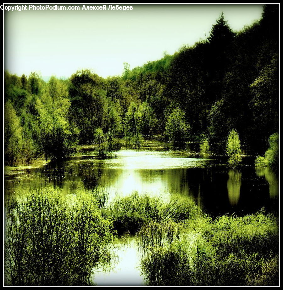 Outdoors, Pond, Water, Blossom, Flora, Flower, Plant