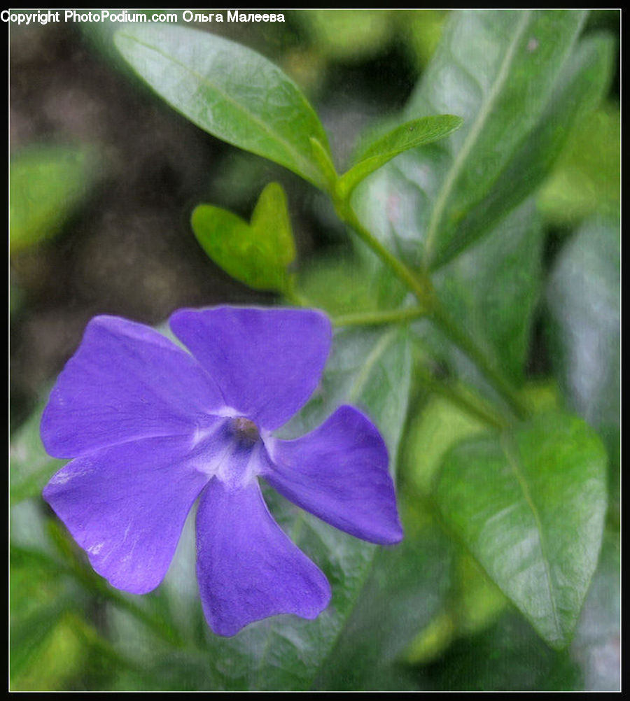 Blossom, Flora, Flower, Geranium, Plant, Violet