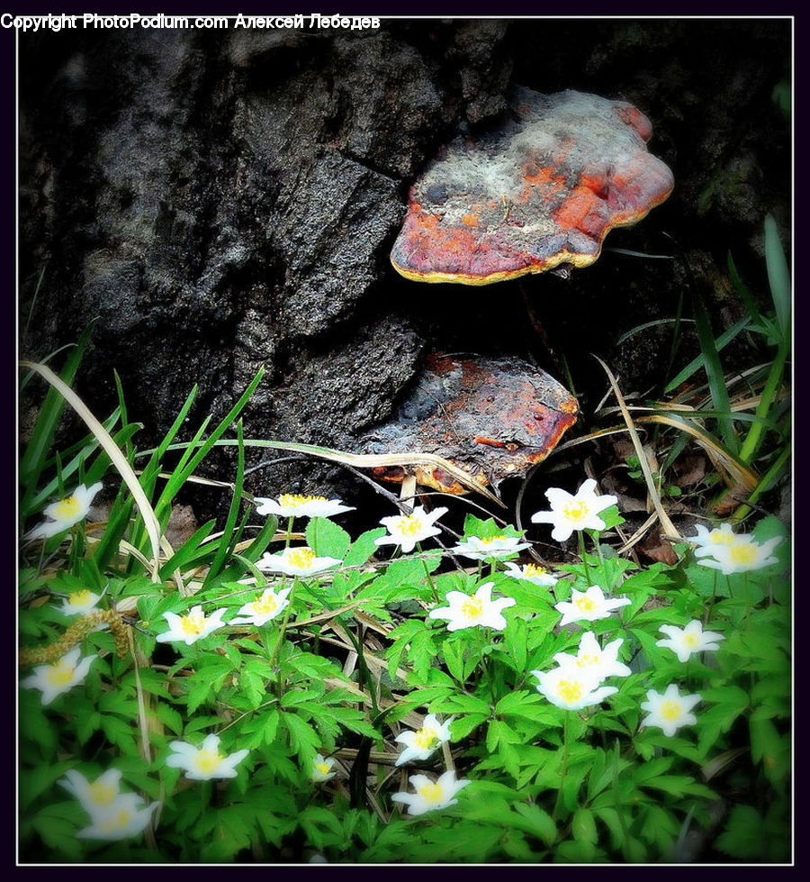 Blossom, Flora, Flower, Plant, Herbal, Herbs, Planter
