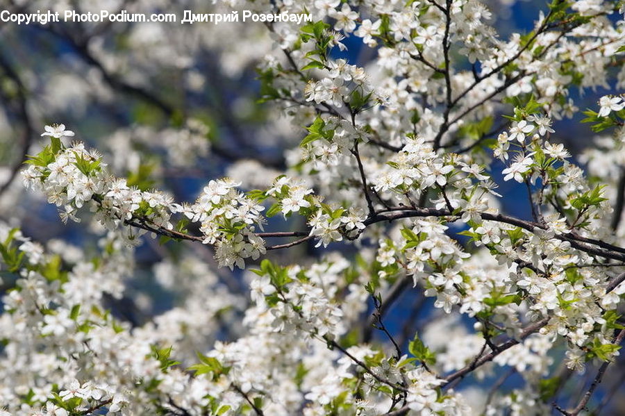 Blossom, Flora, Flower, Plant, Cherry Blossom, Petal, Lilac