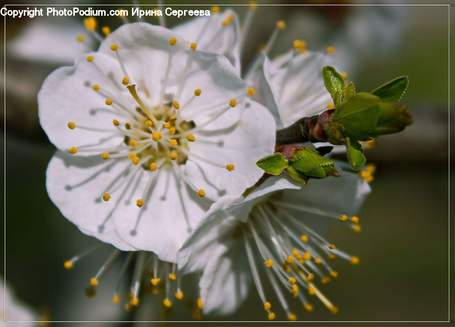 Blossom, Flora, Flower, Plant, Bud, Cherry Blossom, Conifer