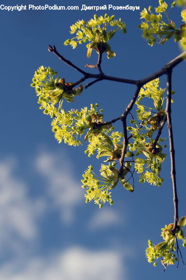 Blossom, Flora, Flower, Plant, Mimosa, Vine, Oak