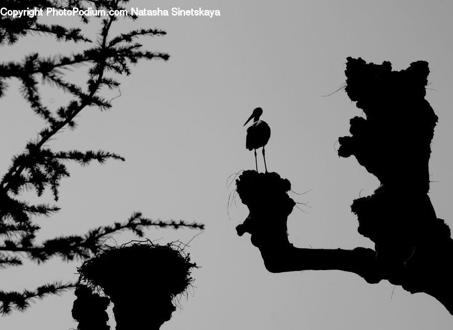 Silhouette, Bird, Blackbird, Crow, Conifer, Fir, Pine
