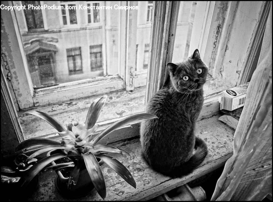 Aloe, Plant, Animal, Potted Plant, Amaryllis, Flower, Abyssinian