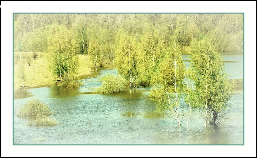 Conifer, Fir, Plant, Tree, Collage, Poster, Blossom