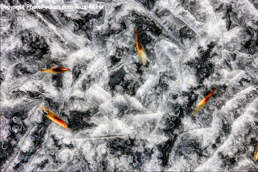 Coral Reef, Outdoors, Reef, Sea, Sea Life, Water, Frost