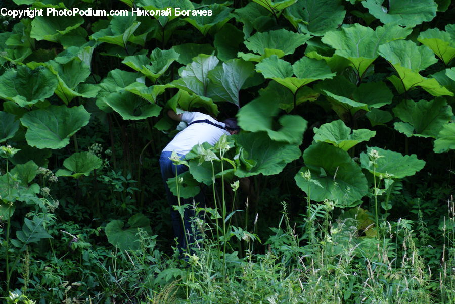 Blossom, Flora, Flower, Geranium, Plant, Bush, Vegetation