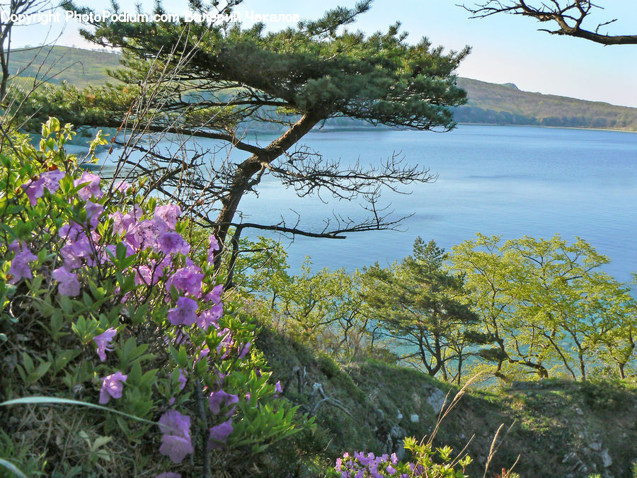 Blossom, Flora, Flower, Geranium, Plant, Conifer, Fir