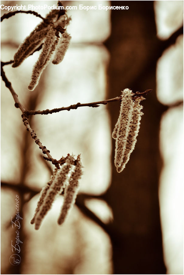 Frost, Ice, Outdoors, Snow, Conifer, Fir, Plant