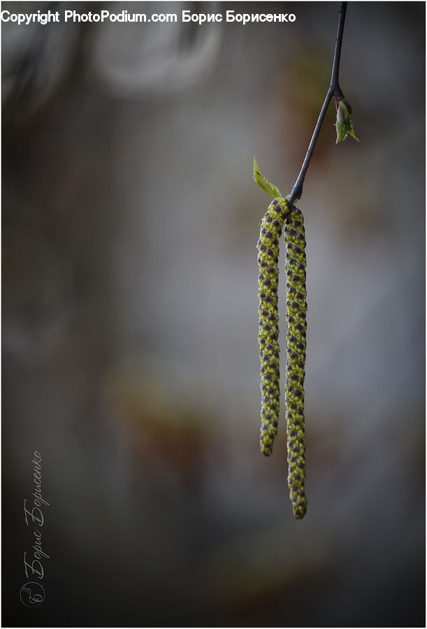 Conifer, Fir, Pine, Spruce, Wood, Blossom, Flora