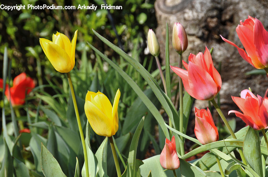 Blossom, Flora, Flower, Plant, Tulip, Potted Plant, Rose