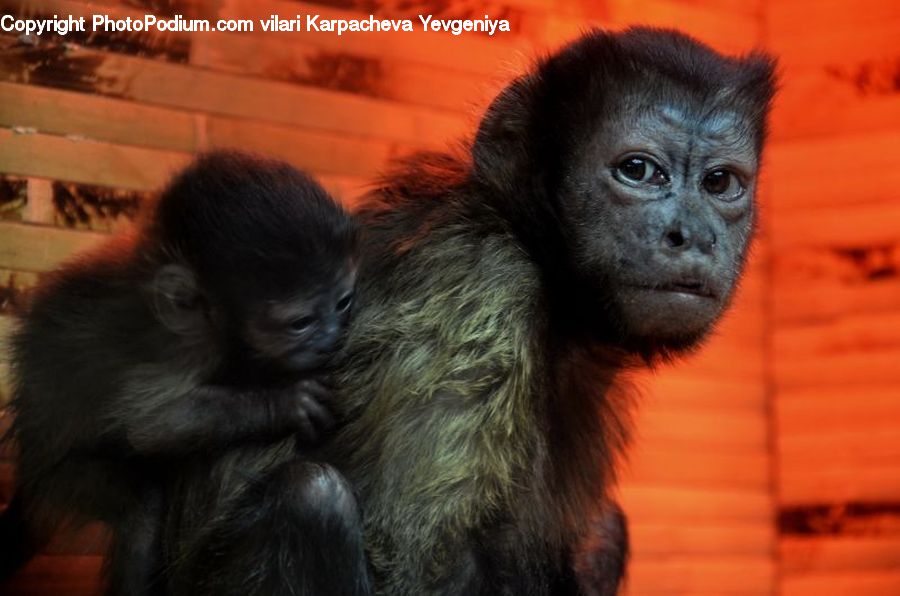 Animal, Mammal, Monkey, Orangutan, Ape