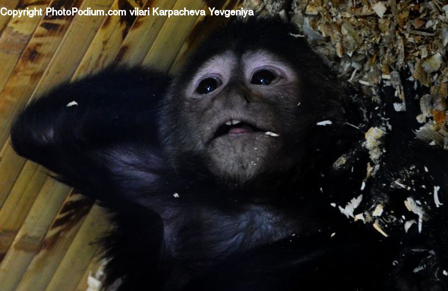 Animal, Ape, Mammal, Monkey, Asphalt, Tarmac, Water