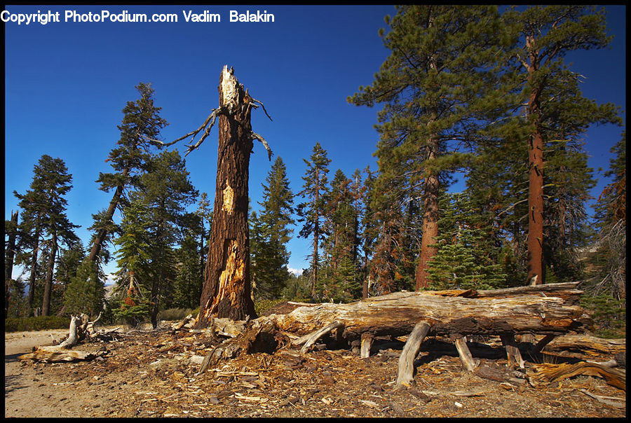 Conifer, Fir, Plant, Tree, Forest, Grove, Vegetation