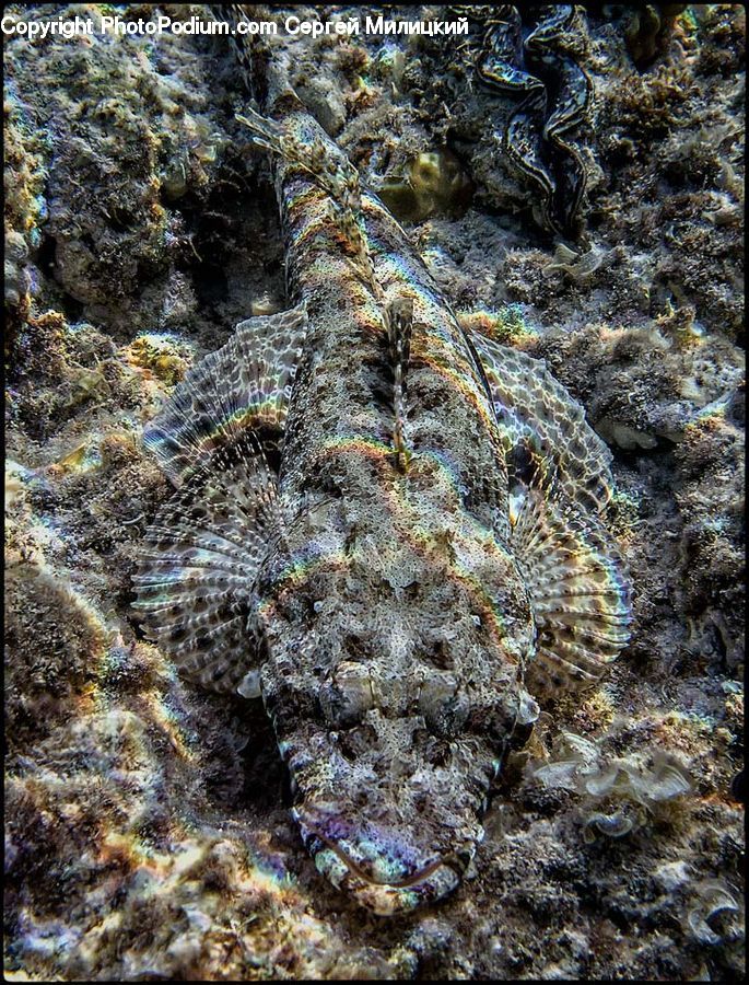 Eel, Fish, Sea Life, Coral Reef, Outdoors, Reef, Sea