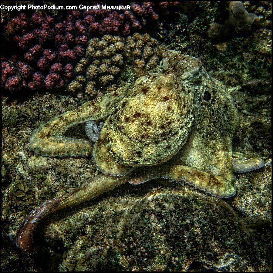 Invertebrate, Sea Life, Starfish, Coral Reef, Outdoors, Reef, Sea
