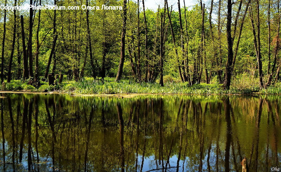 Land, Marsh, Outdoors, Swamp, Water, Pond, Forest
