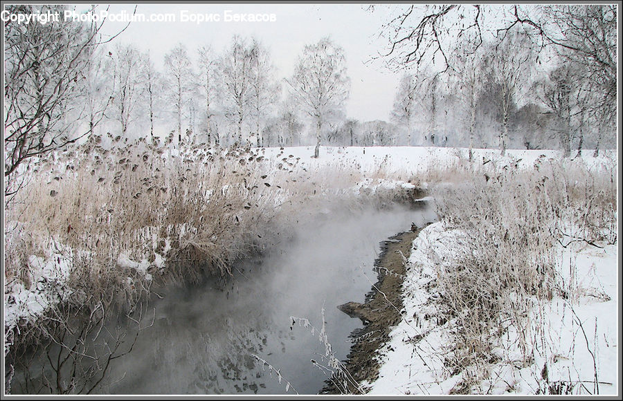 Frost, Ice, Outdoors, Snow, Birch, Tree, Wood