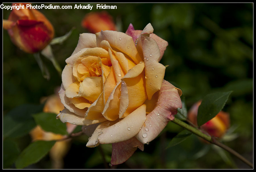 Blossom, Flora, Flower, Plant, Tulip, Rose, Flower Arrangement