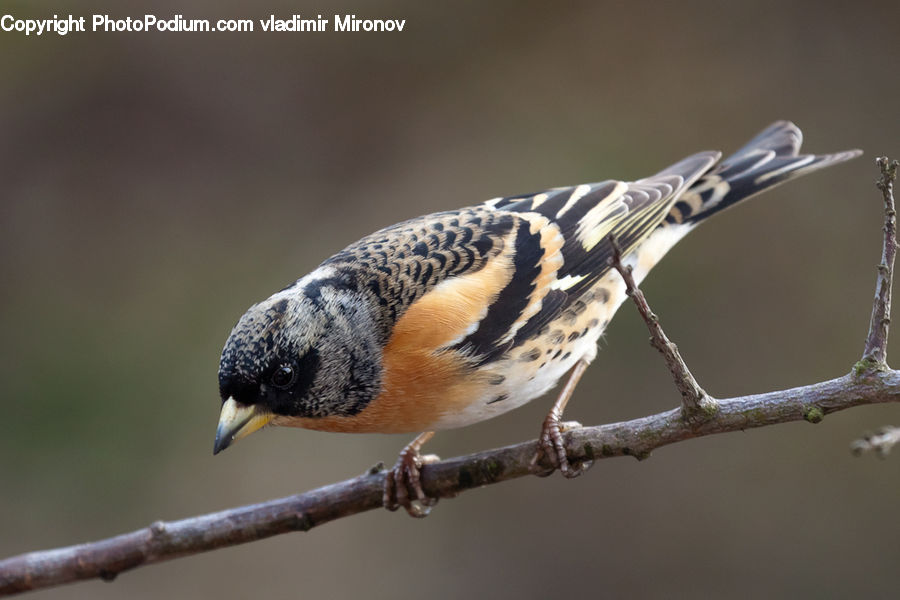 Bird, Beak, Head, Portrait
