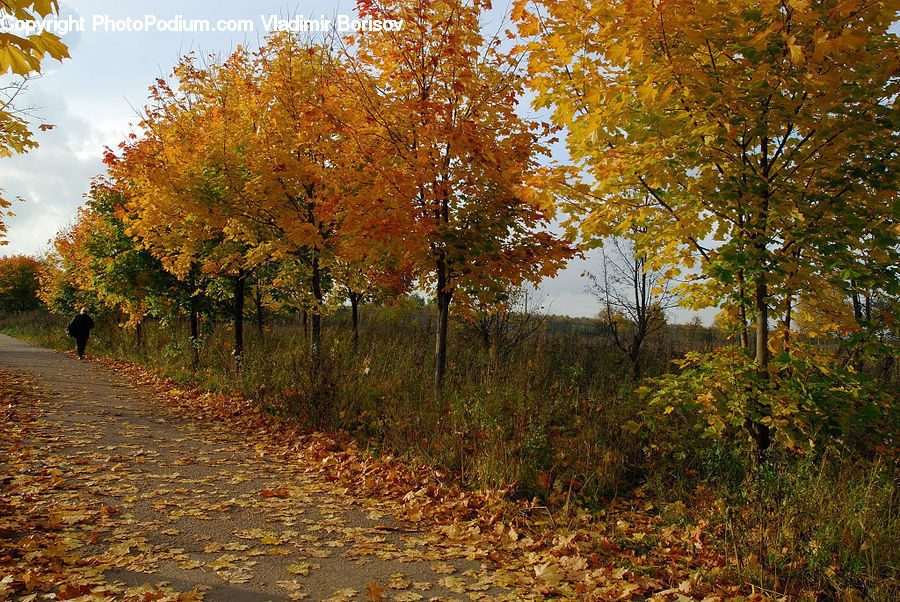 Dirt Road, Gravel, Road, Birch, Tree, Wood, Landscape