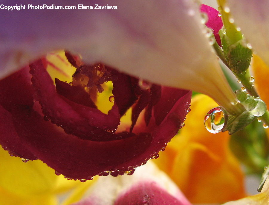 Blossom, Flora, Flower, Petal, Plant, Gladiolus, Geranium