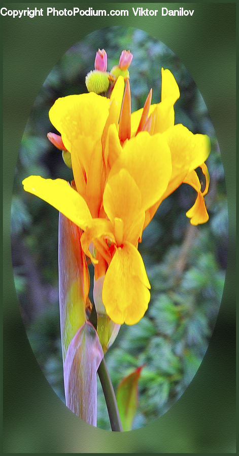 Blossom, Flora, Flower, Plant, Gladiolus, Geranium