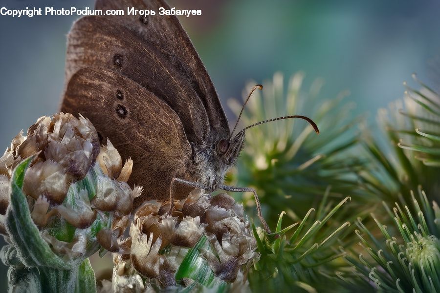 Invertebrate, Sea Anemone, Sea Life, Butterfly, Insect, Conifer, Fir