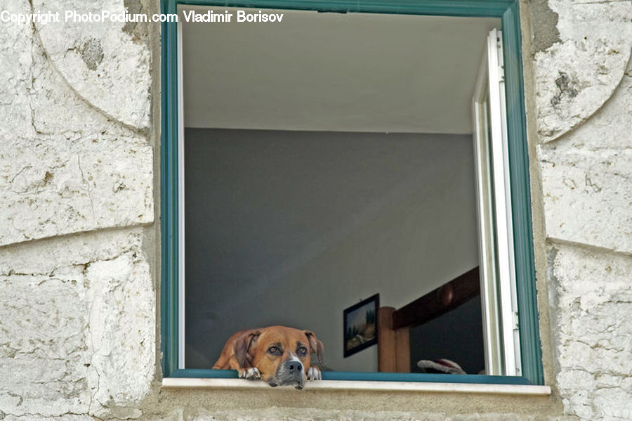 Dog House, Animal, Boxer, Bulldog, Canine, Dog, Mammal