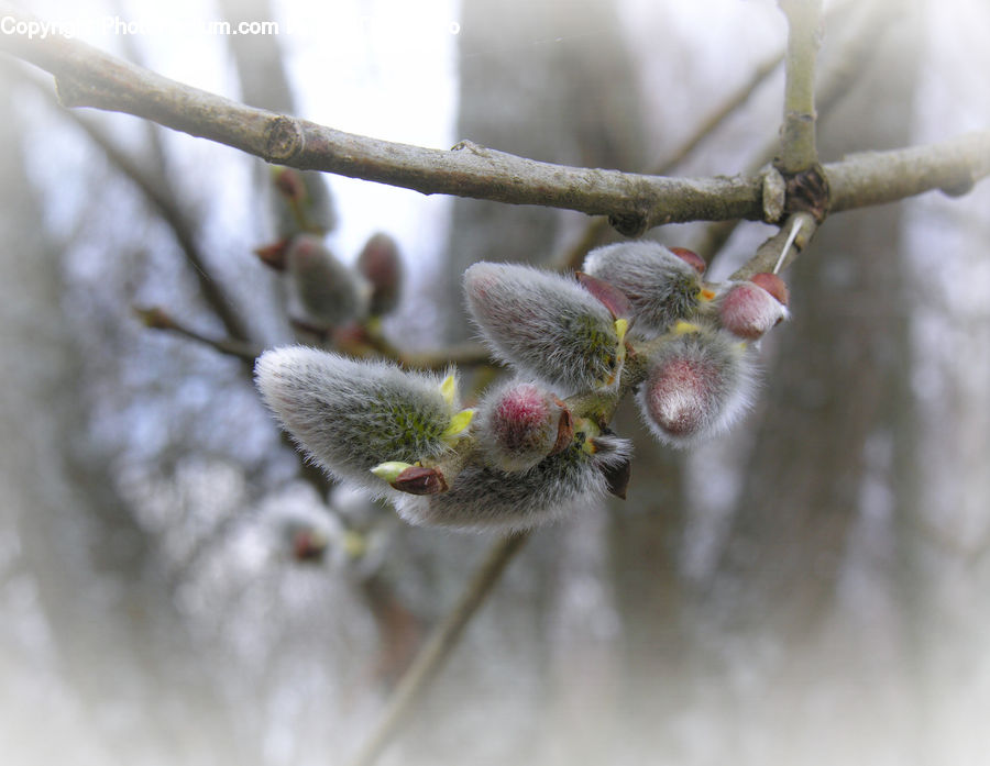 Bud, Plant, Blossom, Flora, Flower, Conifer, Fir