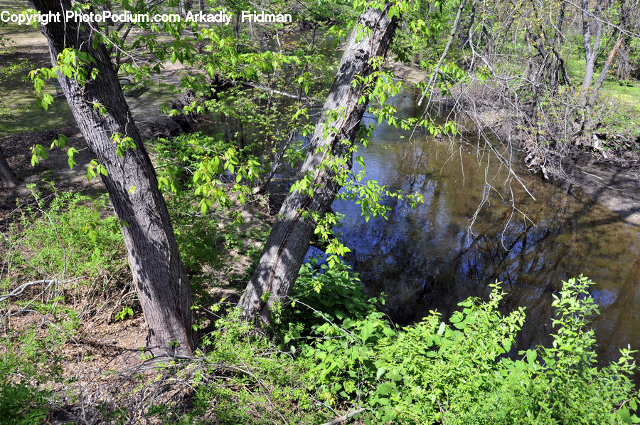 Land, Marsh, Outdoors, Swamp, Water, Forest, Jungle