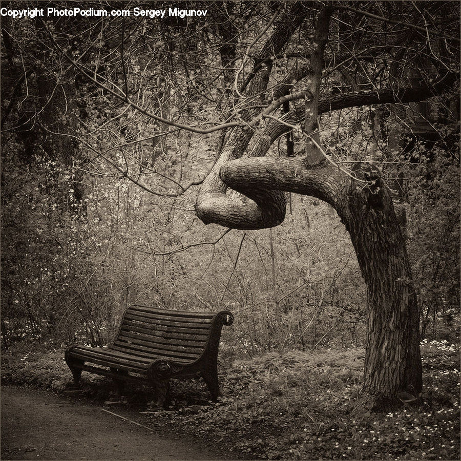 Bench, Oak, Tree, Wood, Plant, Forest, Grove
