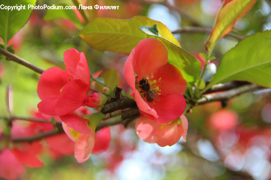 Citrus Fruit, Fruit, Orange, Blossom, Flora, Flower, Plant