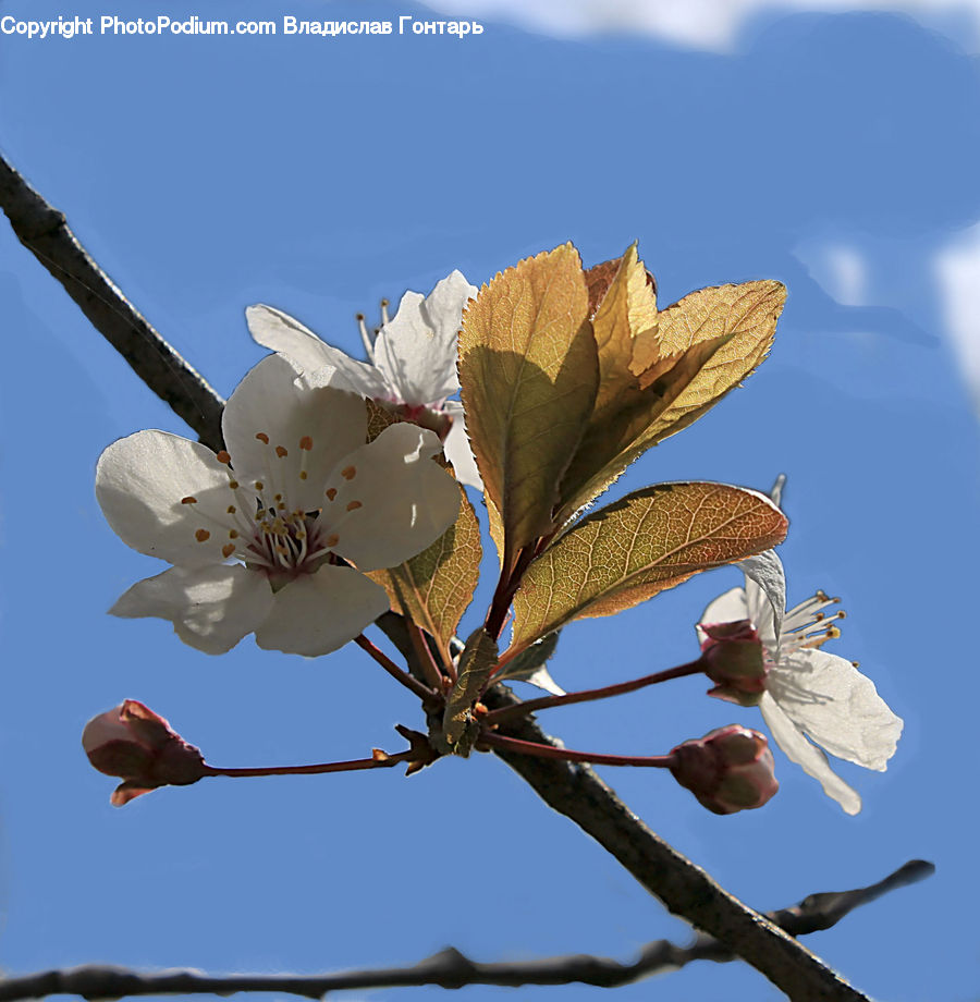 Blossom, Flora, Flower, Plant, Cherry Blossom, Leisure Activities