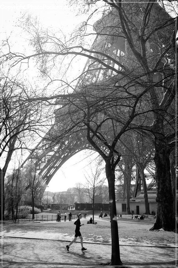 Arch, Park, Plant, Tree, Alley, Alleyway, Road