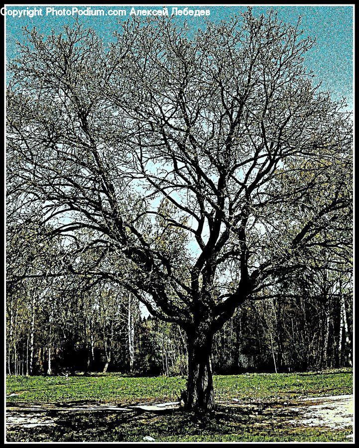 Oak, Tree, Wood, Plant, Blossom, Flora, Flower