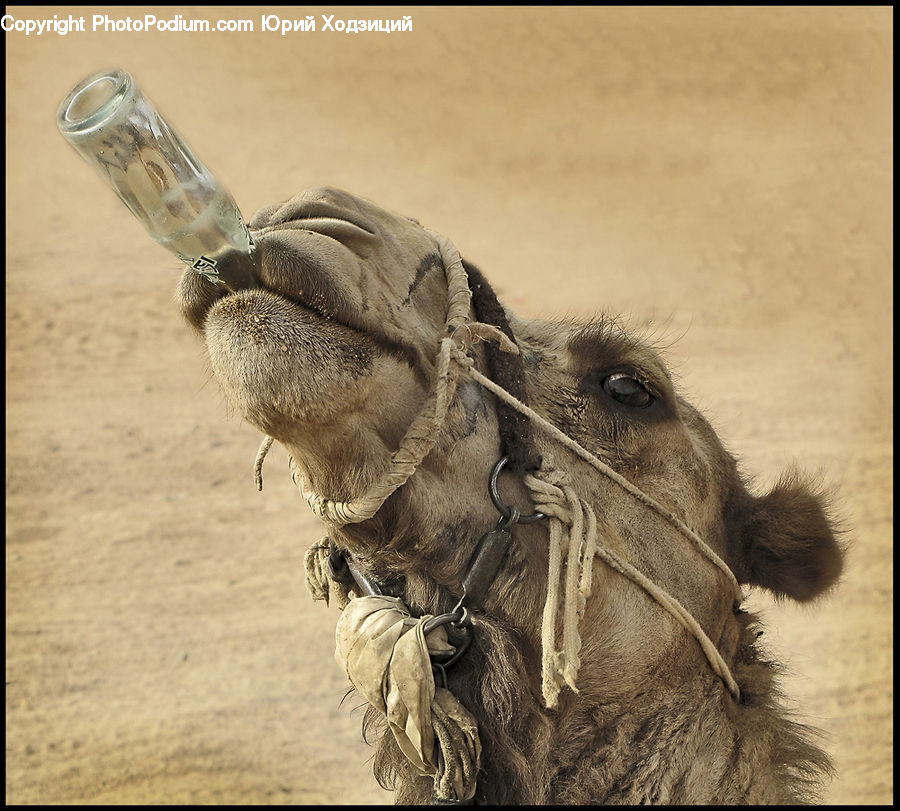 Animal, Camel, Mammal