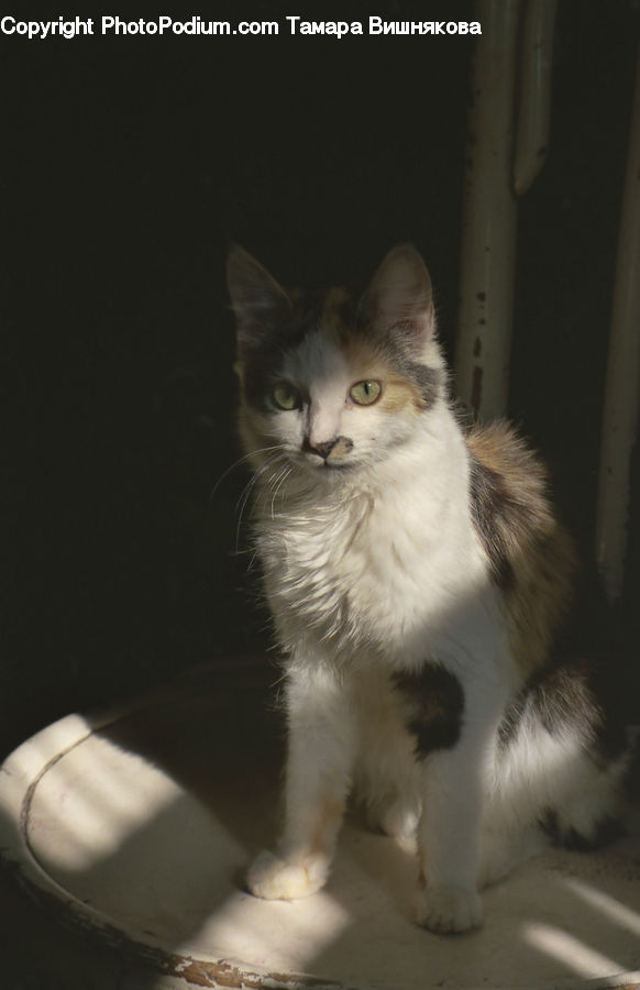 Animal, Cat, Mammal, Manx, Pet, Smoke, Kitten