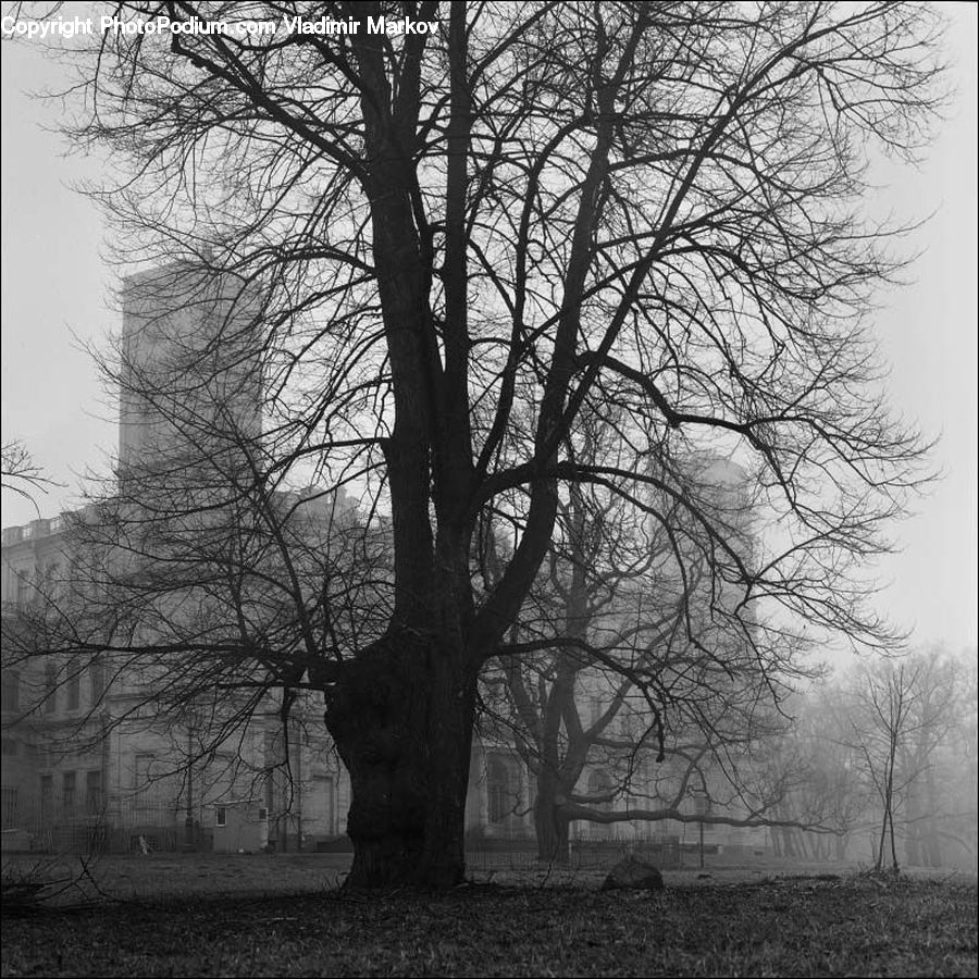 Plant, Tree, Oak, Wood, Forest, Grove, Land