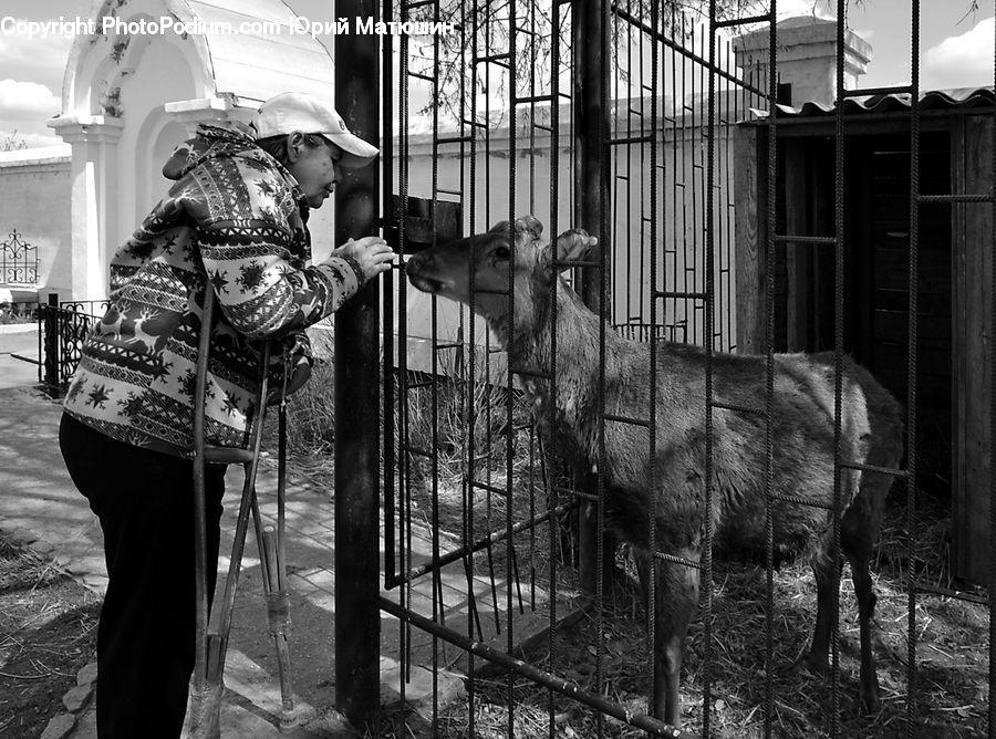 People, Person, Human, Alien, Animal, Cattle, Cow