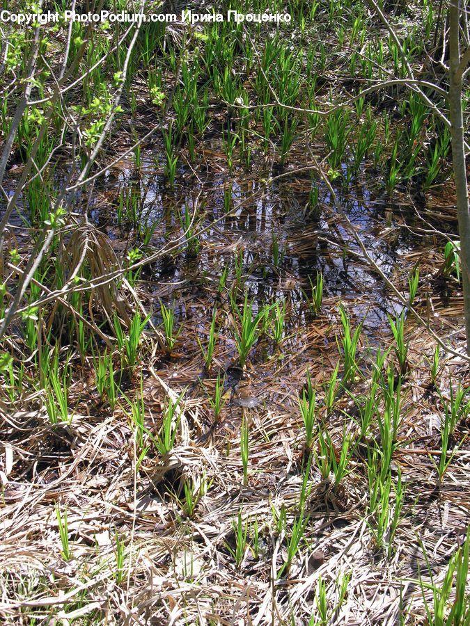 Soil, Forest, Jungle, Field, Grass, Grassland, Plant