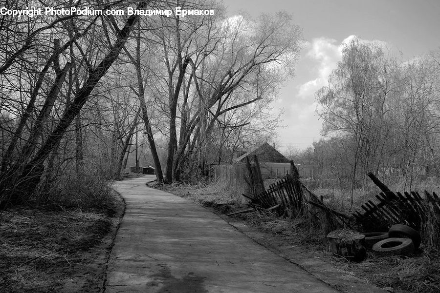 Frost, Ice, Outdoors, Snow, Path, Trail, Plant