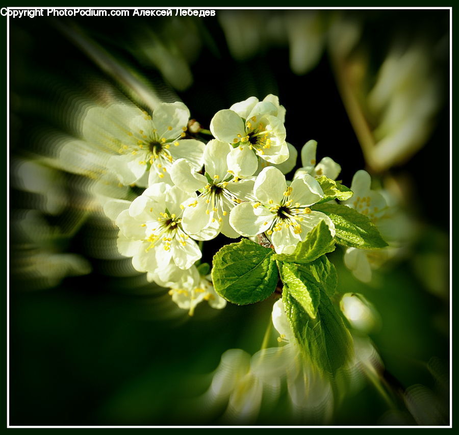 Blossom, Flora, Flower, Plant, Geranium, Cherry Blossom