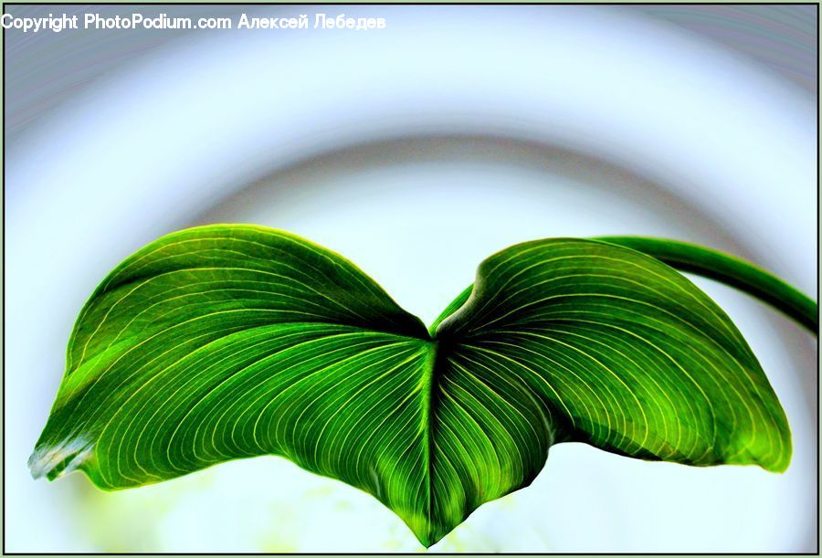 Leaf, Plant, Blossom, Fern, Flora, Flower, Veins