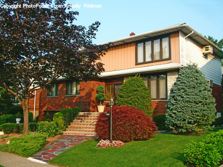 Building, Cottage, Housing, Conifer, Fir, Pine, Spruce