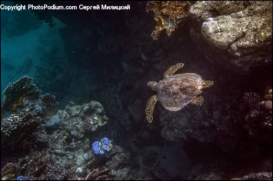 Coral Reef, Outdoors, Reef, Sea, Sea Life, Water, Reptile