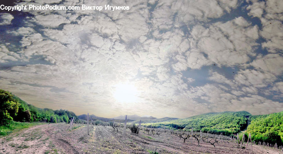 Dirt Road, Gravel, Road, Countryside, Farm, Field, Vineyard